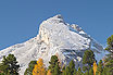 Foresta In Autunno Cortina